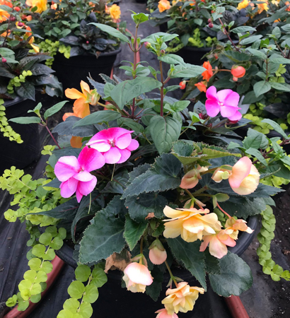 flowers, trees, shrubs, vines, ground covers, annuals, perennials, ferns, ornamental grasses, annuals, perennials, vegetables, herb plants